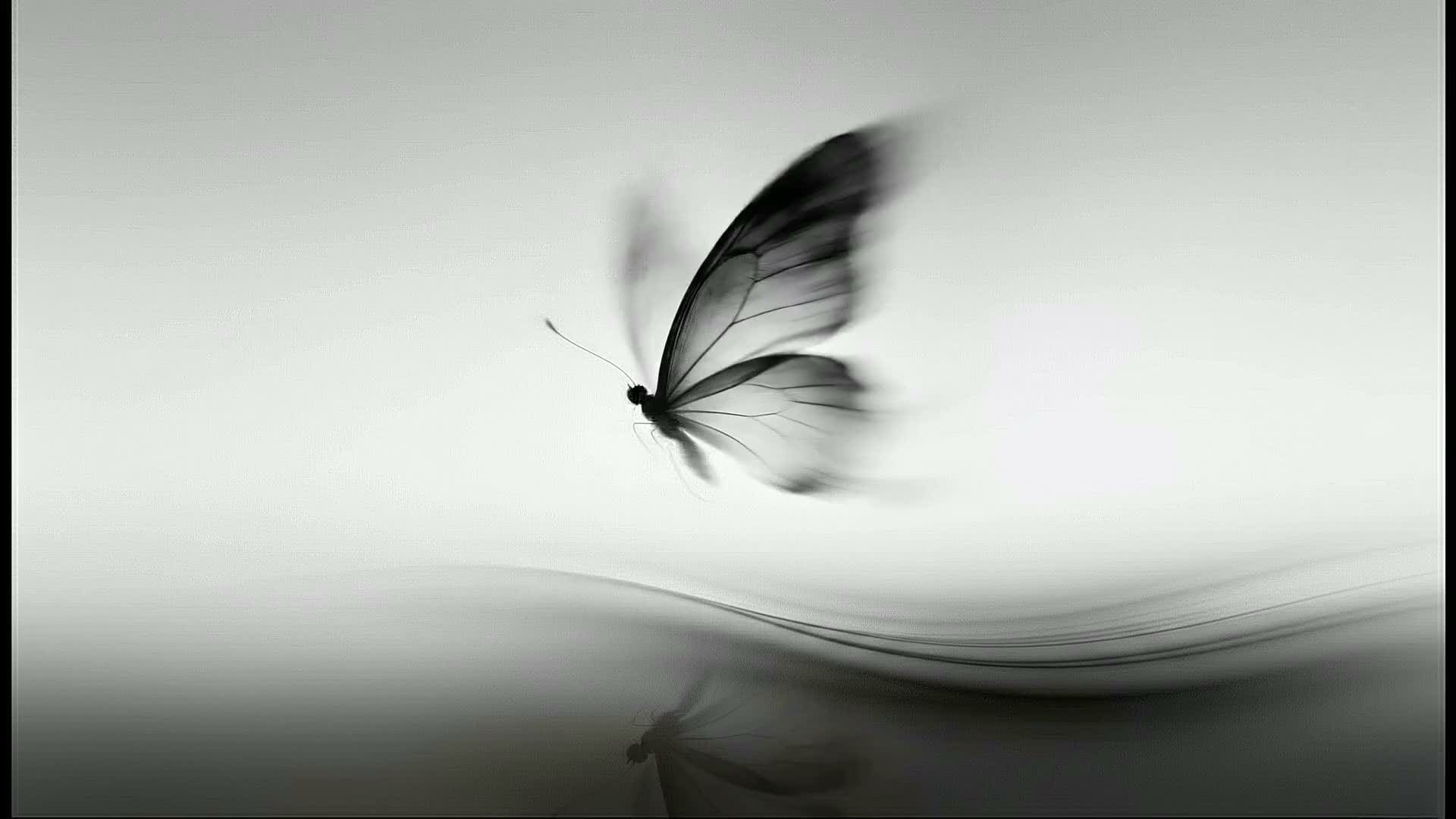 Mariposa - símbolo de transformación